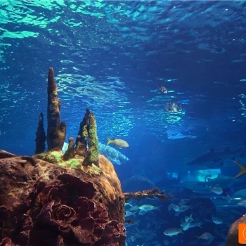 超清晰4K海底世界视频:水族馆的秘密