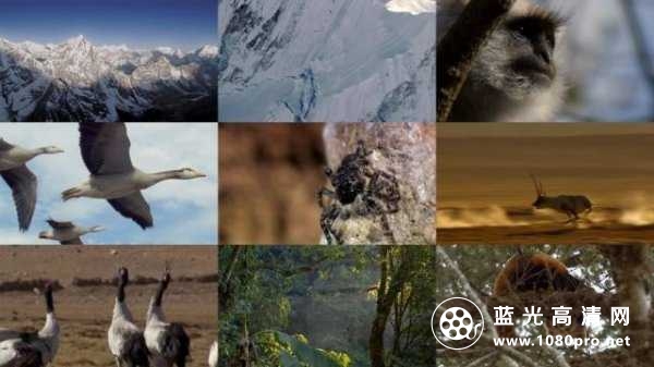 喜马拉雅山脉 Nature.The.Himalayas.2011.720p.BluRay.x264-SADPANDA 2.18GB-2.jpg