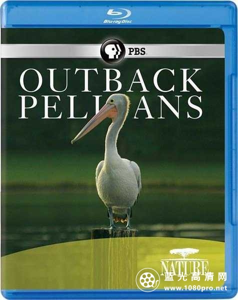 自然:内地鹈鹕 Nature.Outback.Pelicans.2011.720p.BluRay.x264-SADPANDA 2.18GB-1.jpg