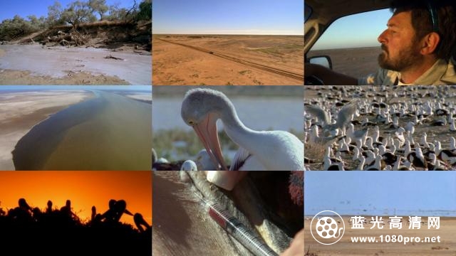 自然:内地鹈鹕 Nature.Outback.Pelicans.2011.720p.BluRay.x264-SADPANDA 2.18GB-2.jpg