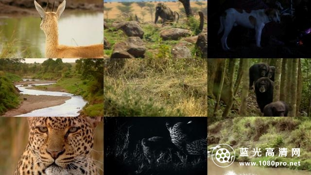 自然:揭密美洲豹 Nature.Revealing.the.Leopard.2010.720p.BluRay.x264-SADPANDA 2.18GB-2.jpg