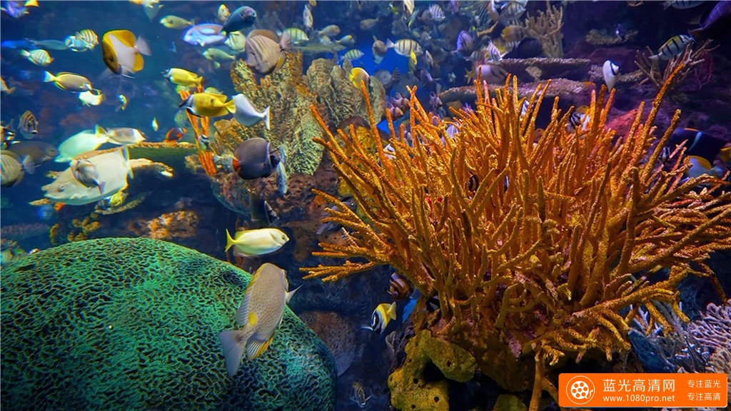 超清晰4K海底世界视频:水族馆的秘密-2.jpg