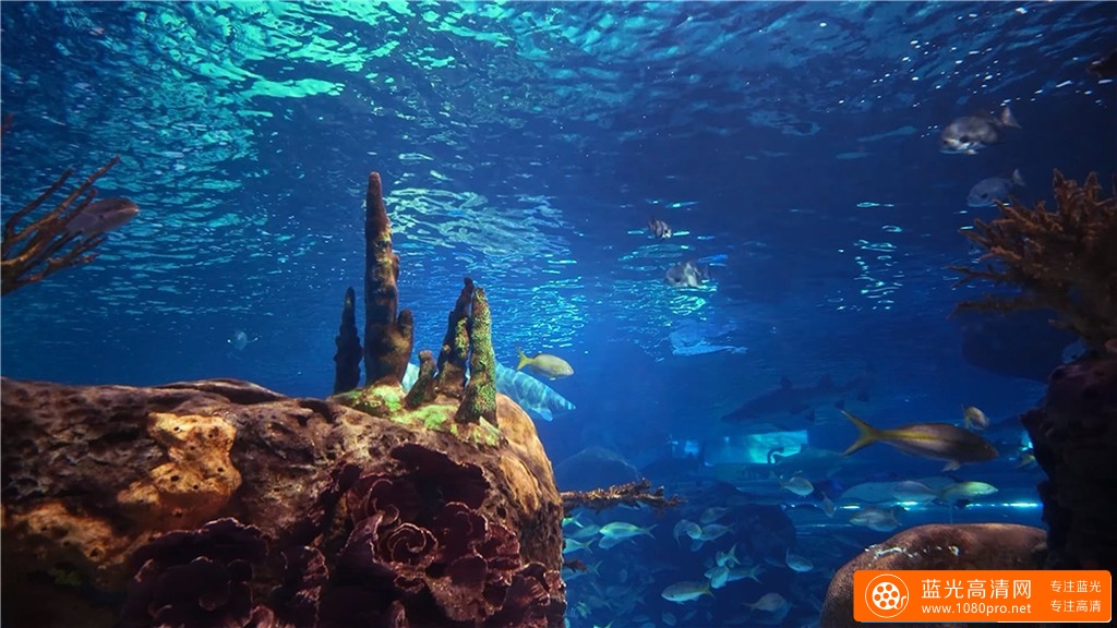 超清晰4K海底世界视频:水族馆的秘密