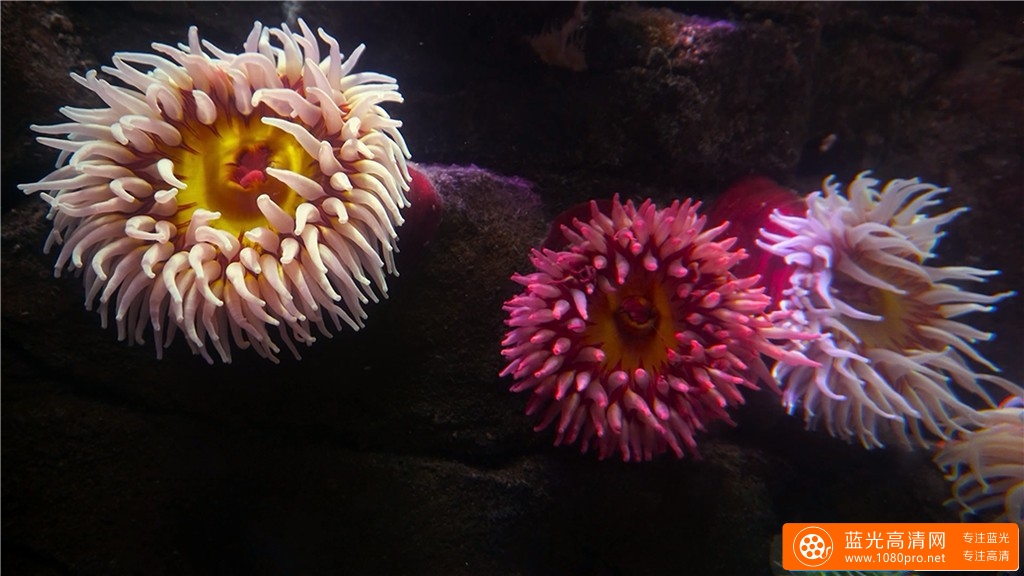 超清晰4K海底世界视频:水族馆的秘密-6.jpg