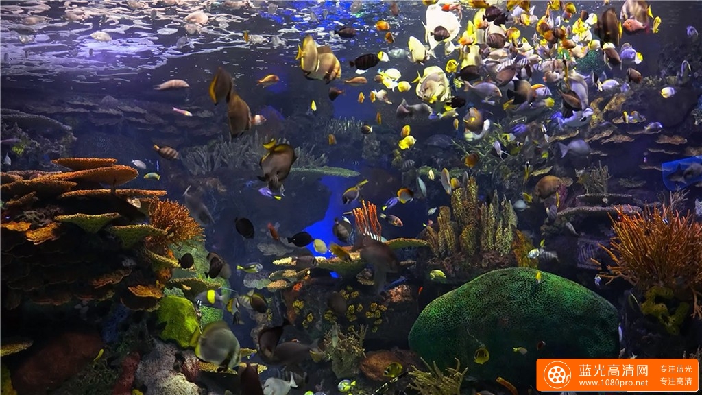 超清晰4K海底世界视频:水族馆的秘密-5.jpg