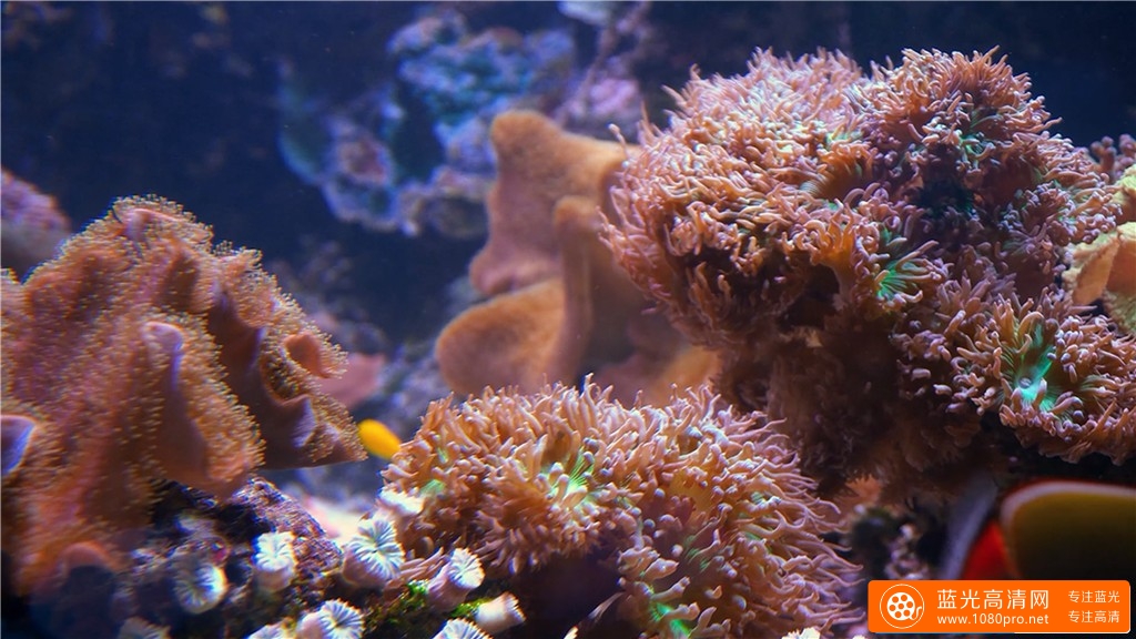 超清晰4K海底世界视频:水族馆的秘密-4.jpg