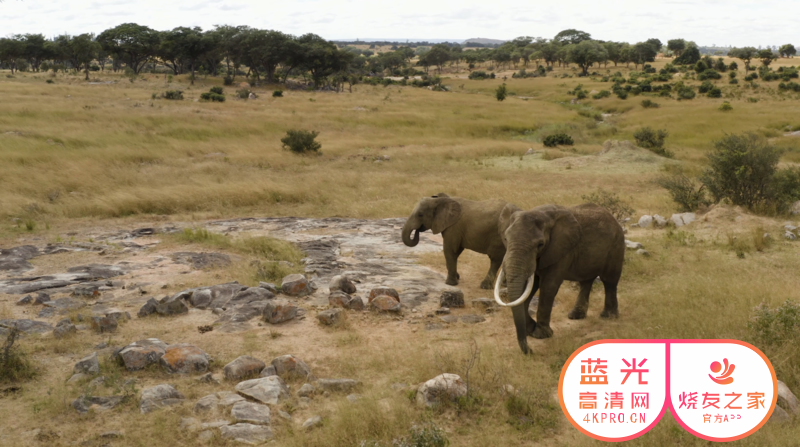 非洲动物8K AFRICAN ANIMALS 8K ULTRA HD - Wildlife with Real Sounds 8K TV【7.94GB】【48:39】