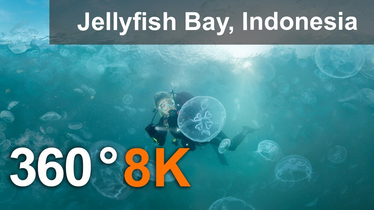 360°视频，水母湾，拉贾安帕特，印度尼西亚，8K水下视频【394MB】【02:47】