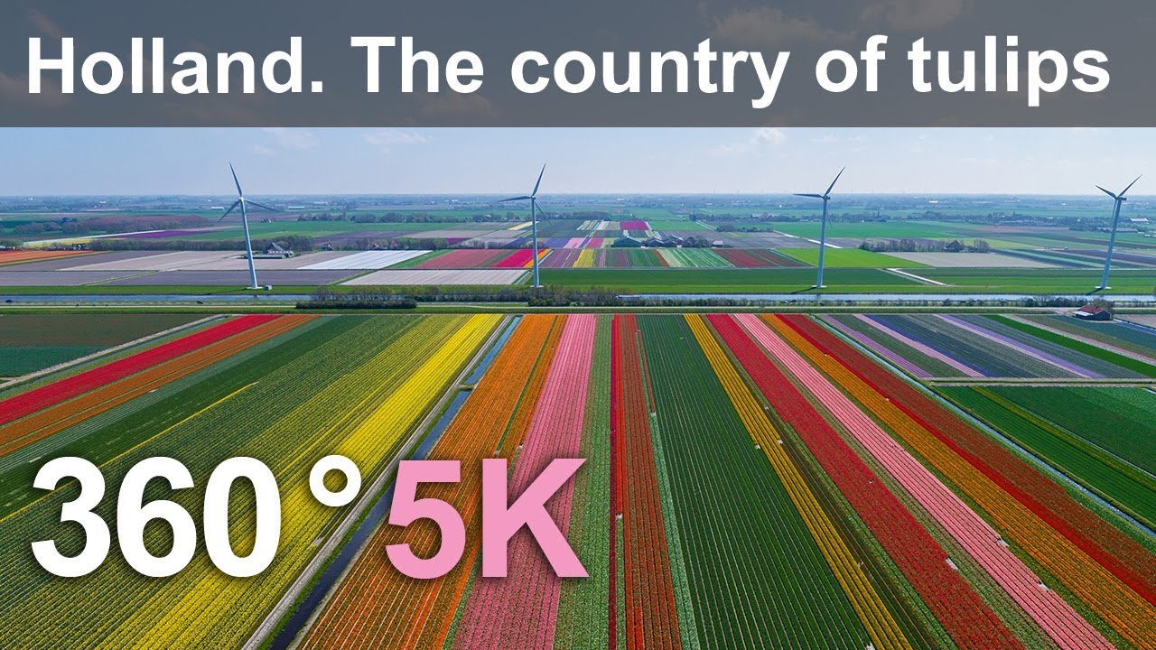360, 荷兰 郁金香之乡Holland. The country of tulips. 5K aerial video 0.4GB