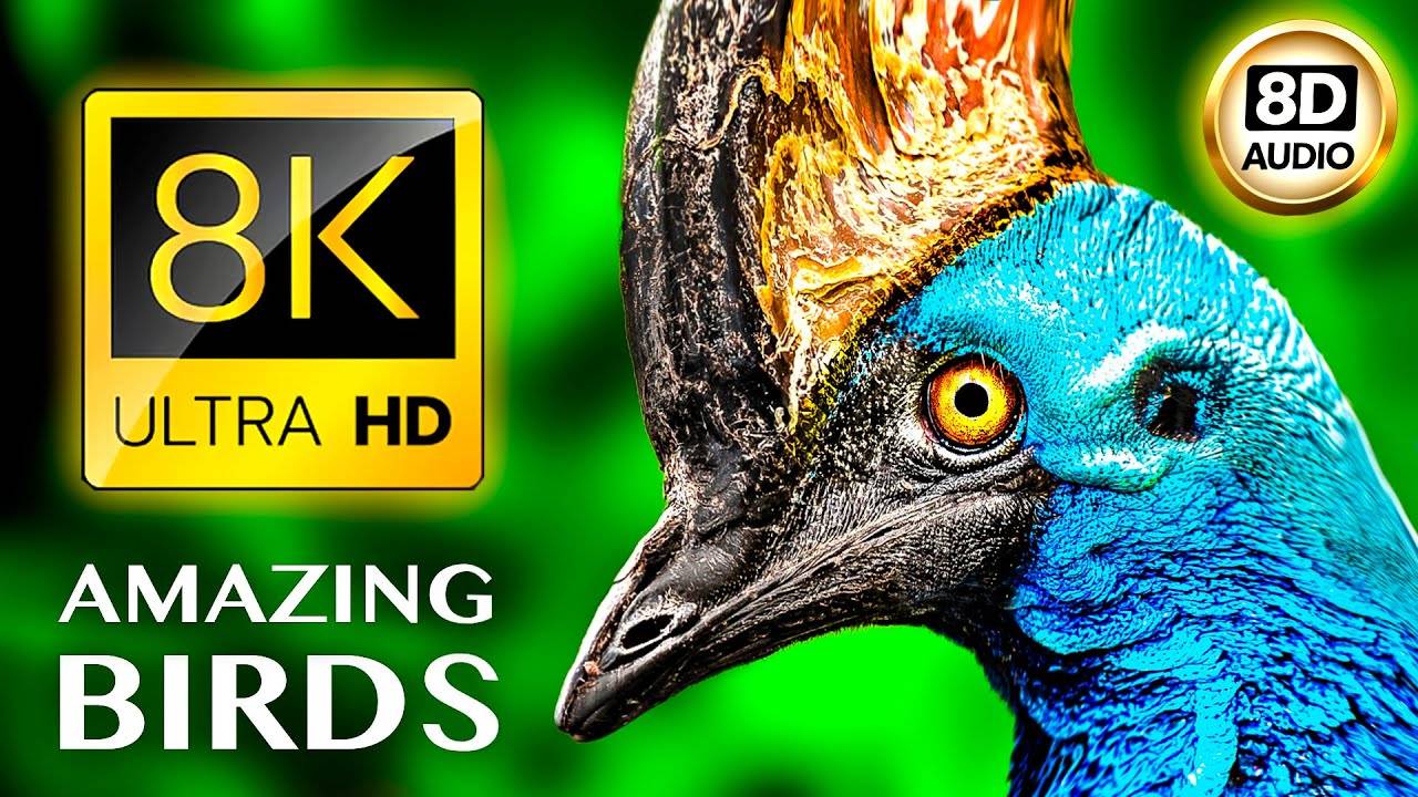 惊人的小鸟8K超高清•8D音频 AMAZING BIRDS 8K ULTRA HD • 8D AUDIO  8k视频下载